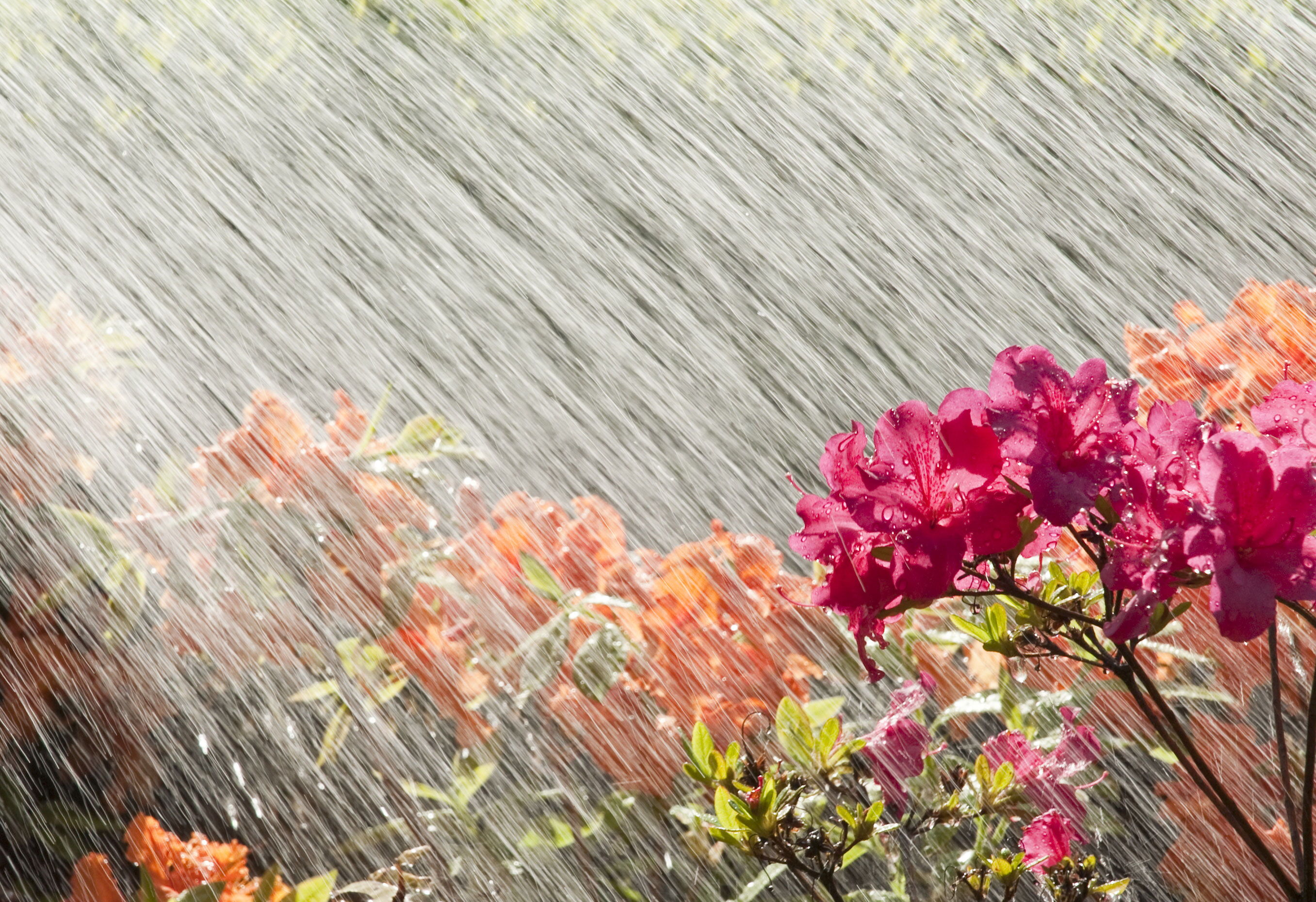 Mit Regenwasser gewaschene Wäsche trocknet auf Wäscheleine im Garten